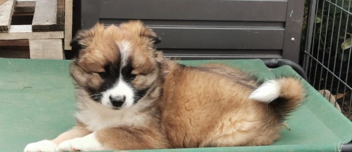 Hinweise an alle Hundehalter – Verunreinigungen durch Hundekot & Anleinpflicht sowie Hundesteuer