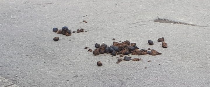 Entfernung von Pferdeäpfel auf Straßen und Wegen