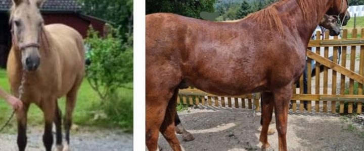 Freilaufende Pferde – Zeugen gesucht