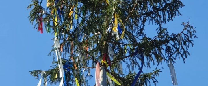 Osburger Maibaum 2022