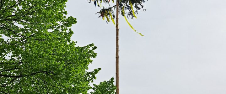 Osburger Maibaum 2024
